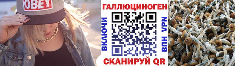 Галлюциногенные грибы Psilocybe  Барнаул 